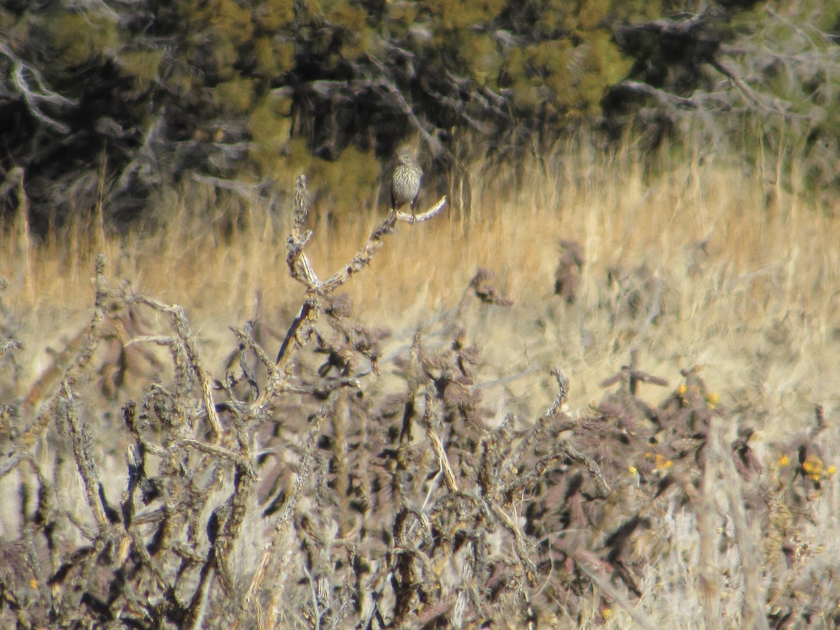 Sage Thrasher - ML628228649