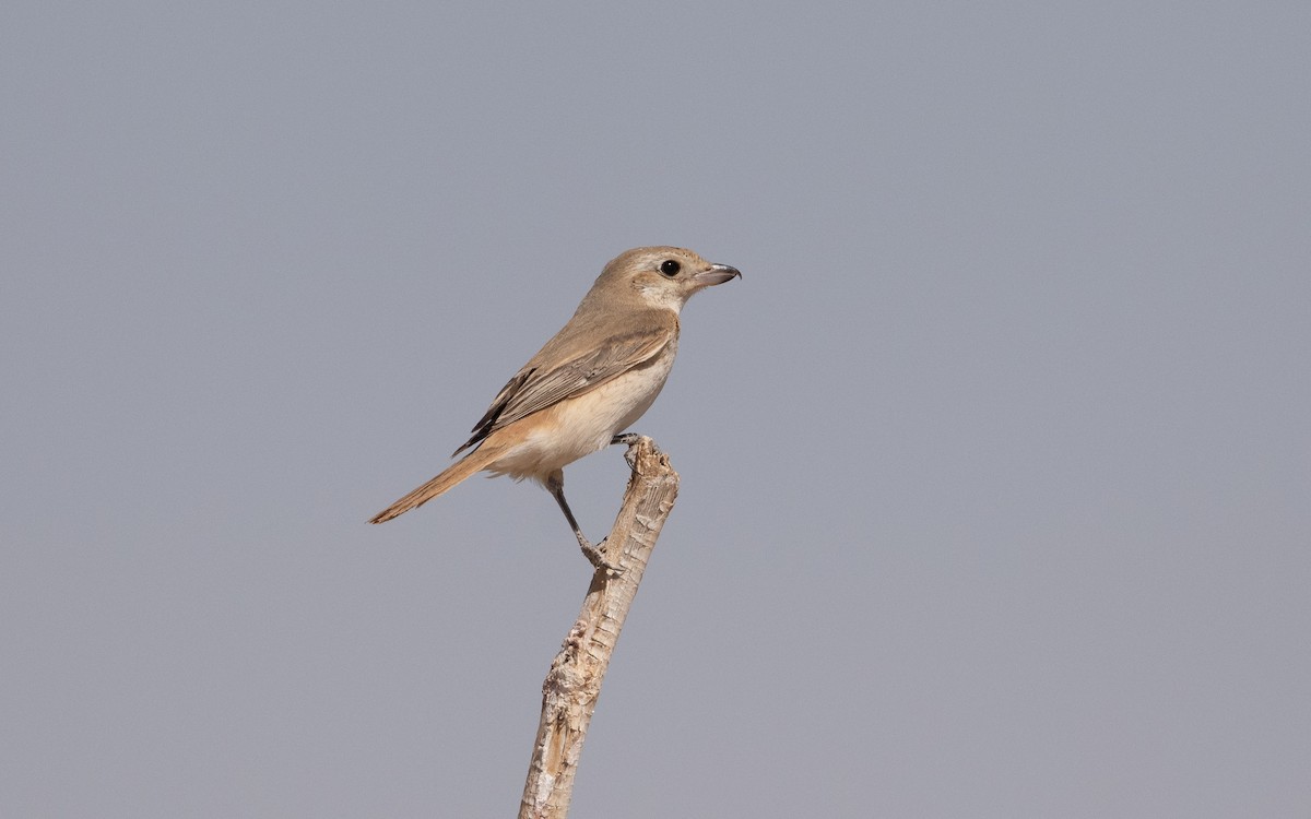 Isabelline Shrike - ML628229000