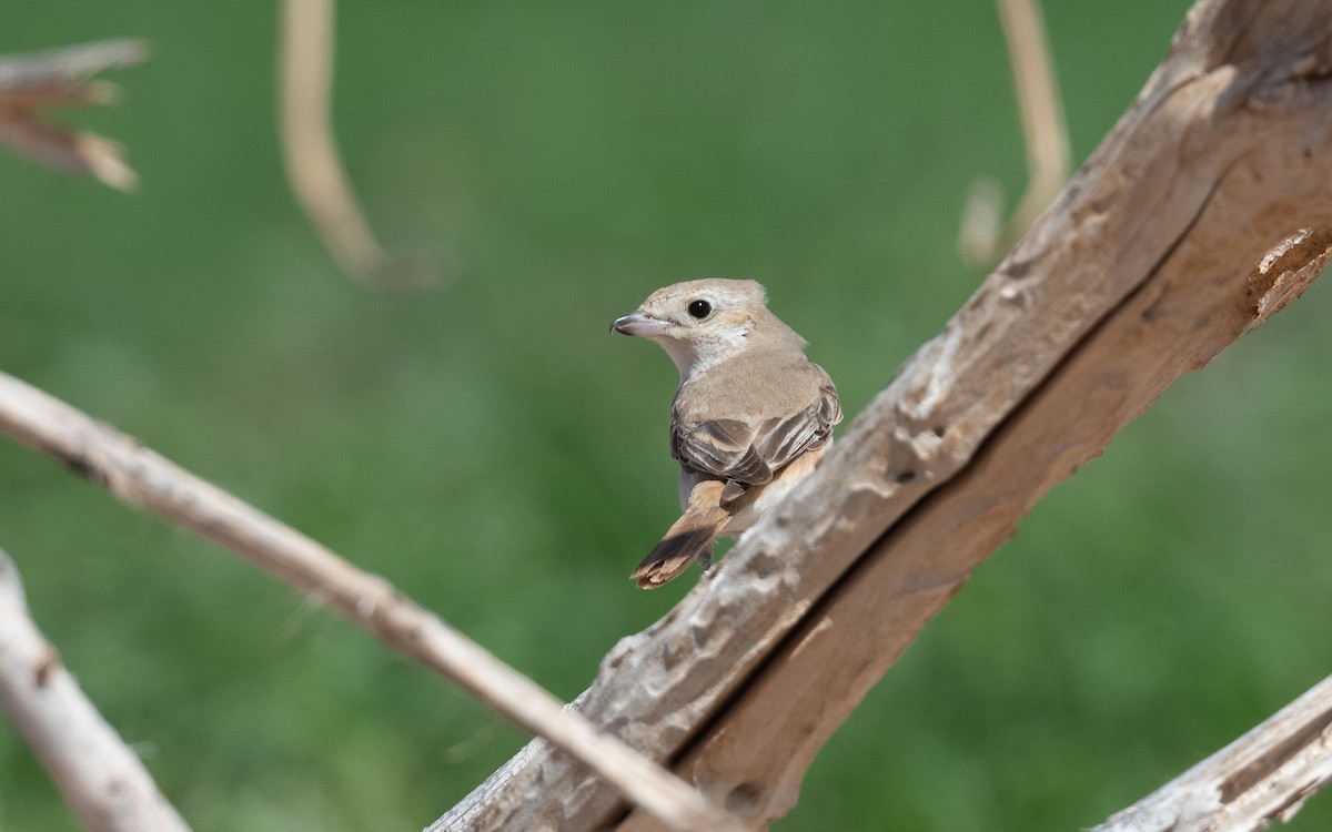Isabelline Shrike - ML628229001