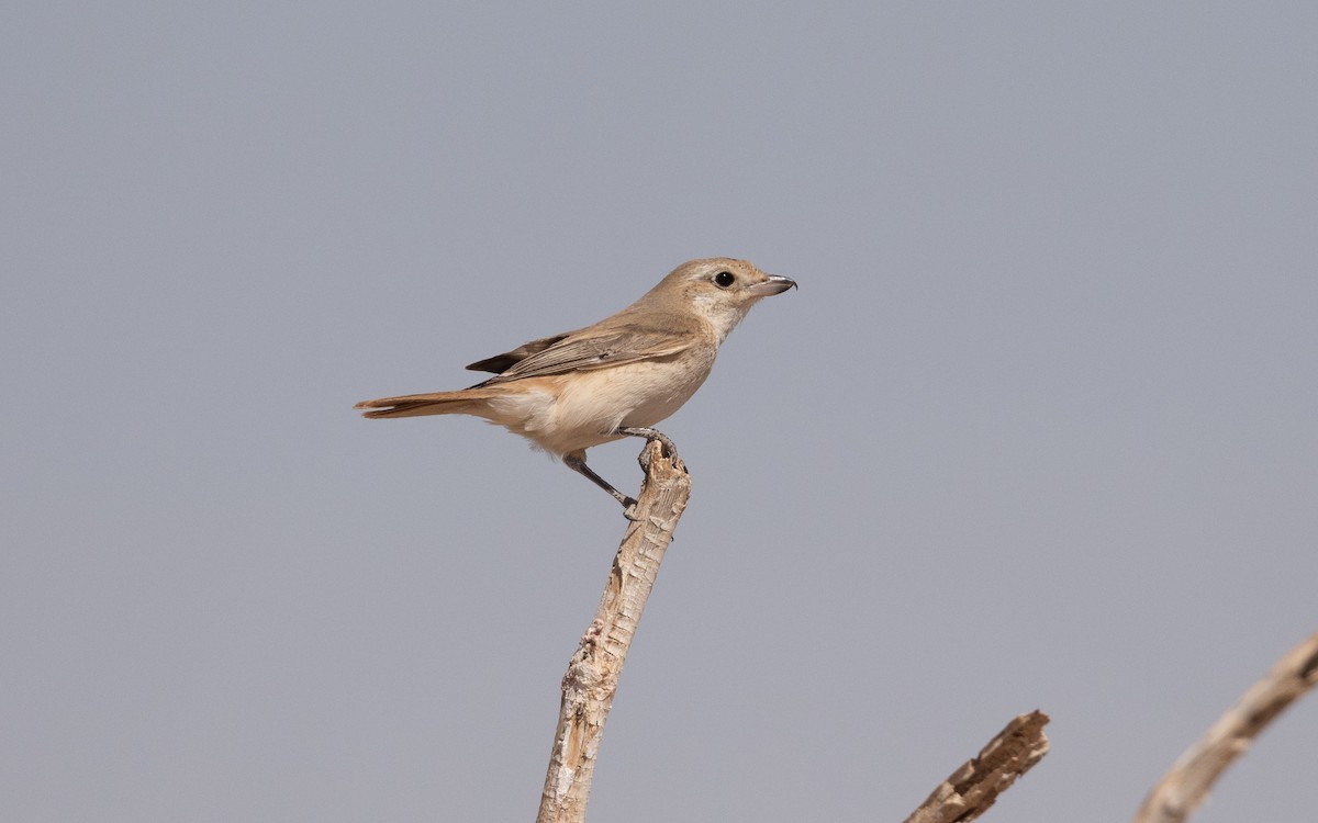 Isabelline Shrike - ML628229002