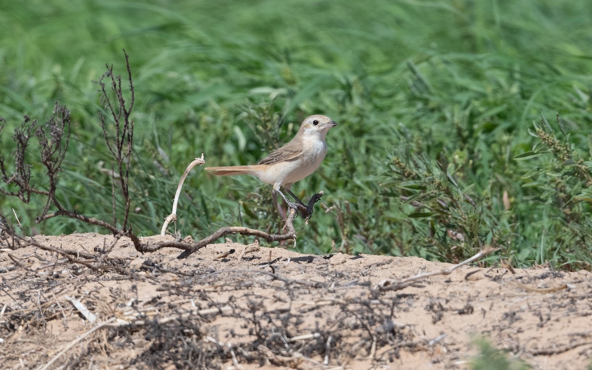 Isabelline Shrike - ML628229003
