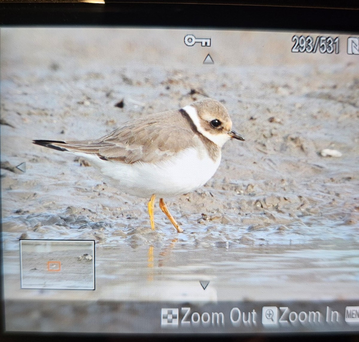 ML628229097 - Common Ringed Plover - Macaulay Library
