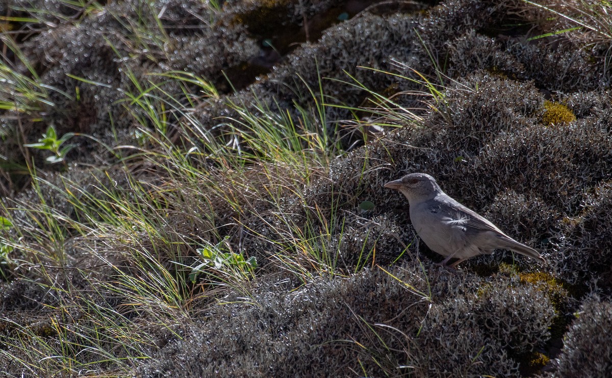 Boulder Finch - ML628229102