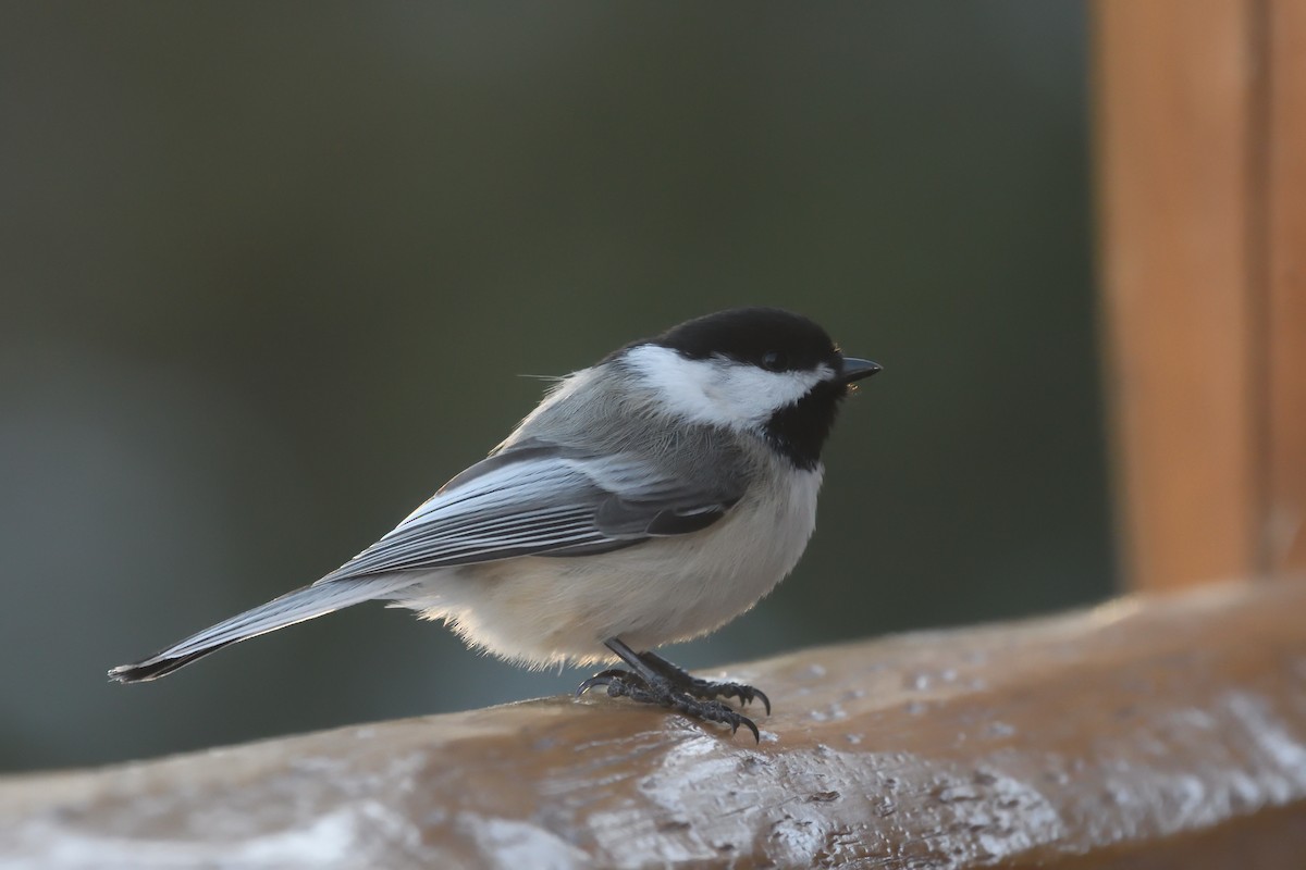 Black-capped Chickadee - ML628229125