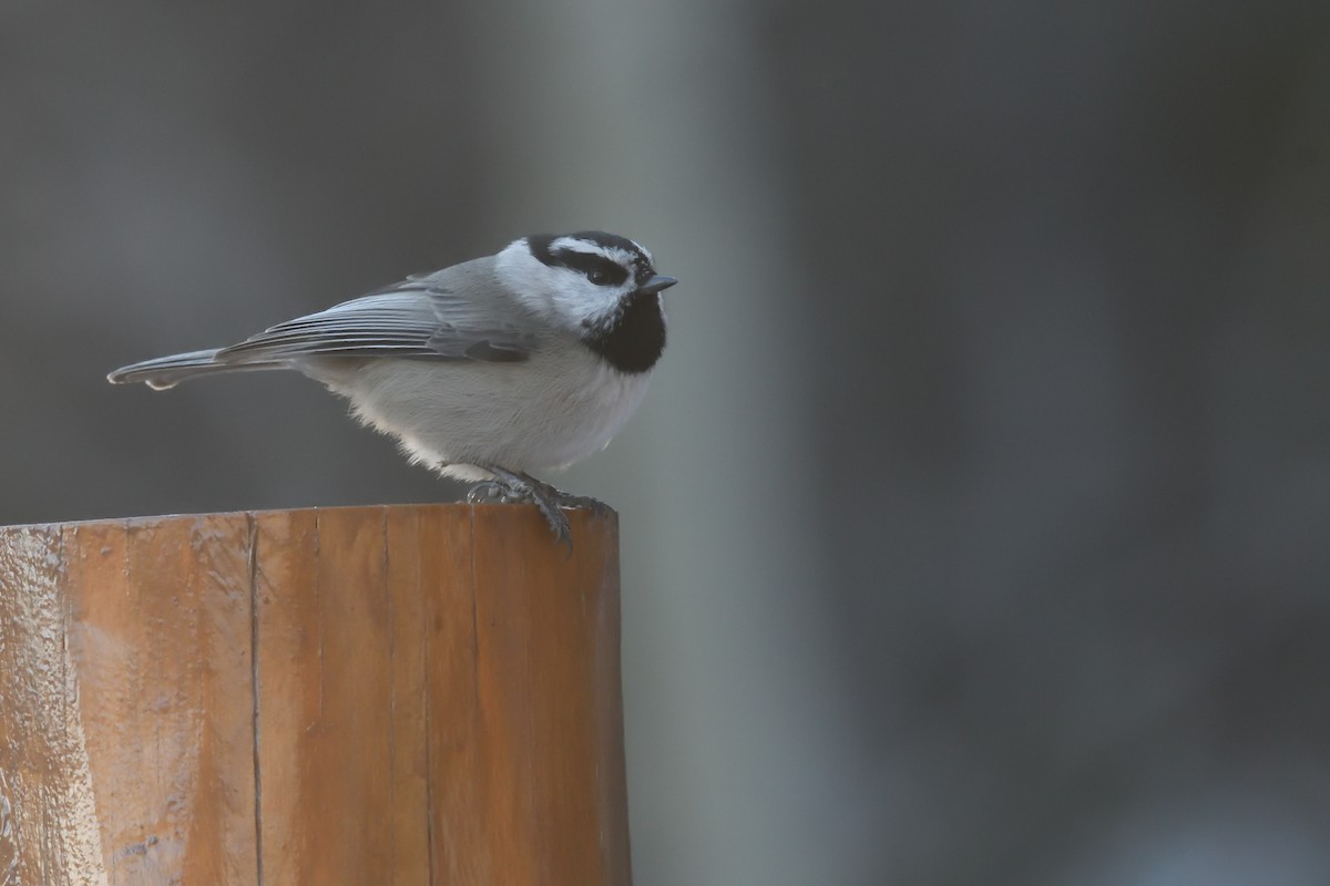 Mountain Chickadee (Rocky Mts.) - ML628229128