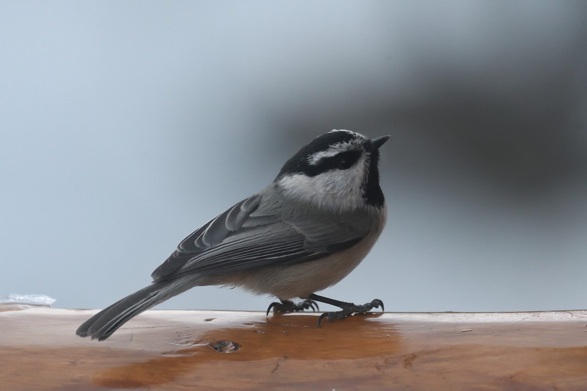 Mountain Chickadee (Rocky Mts.) - ML628229130