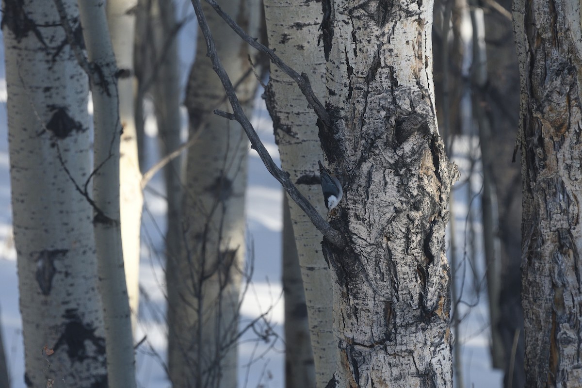 White-breasted Nuthatch - ML628229141