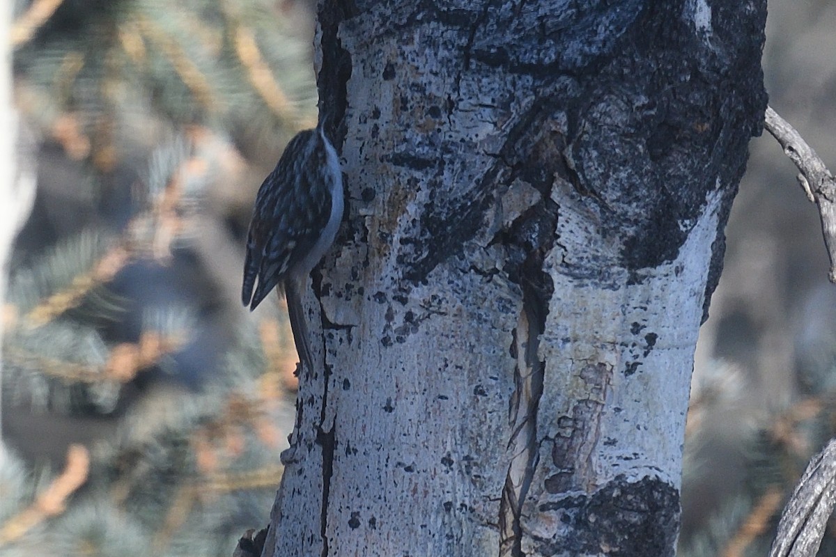 Brown Creeper - ML628229145