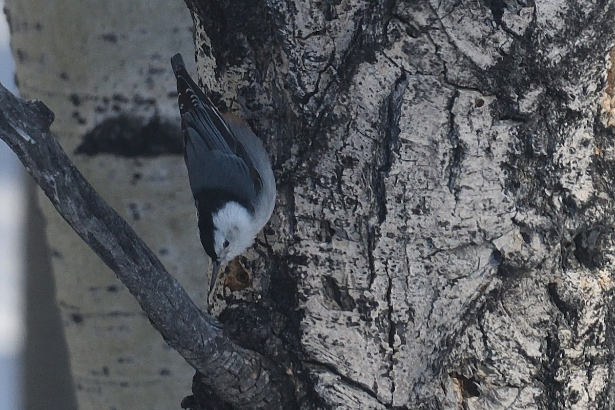 White-breasted Nuthatch - ML628229171