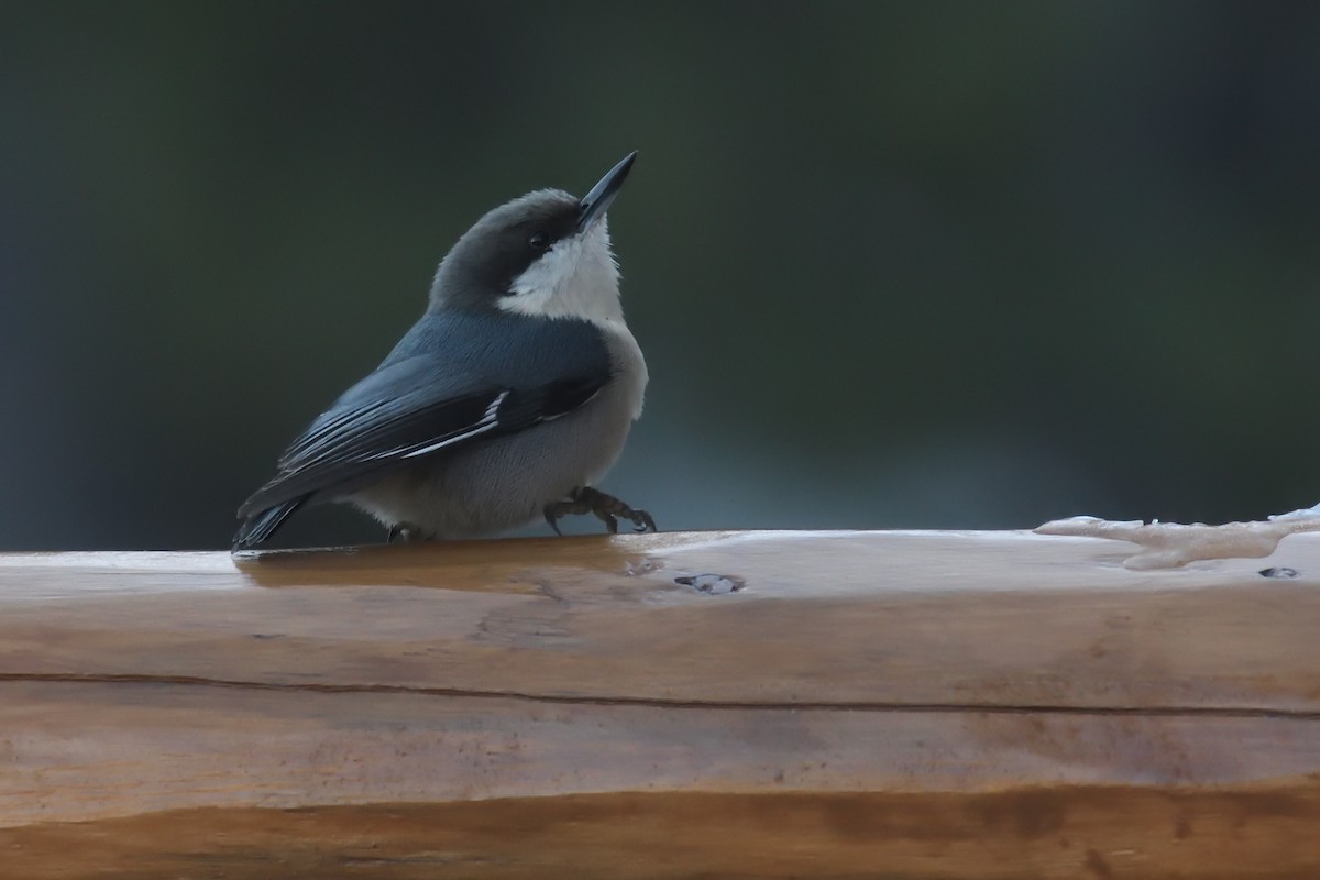 Pygmy Nuthatch - ML628229177