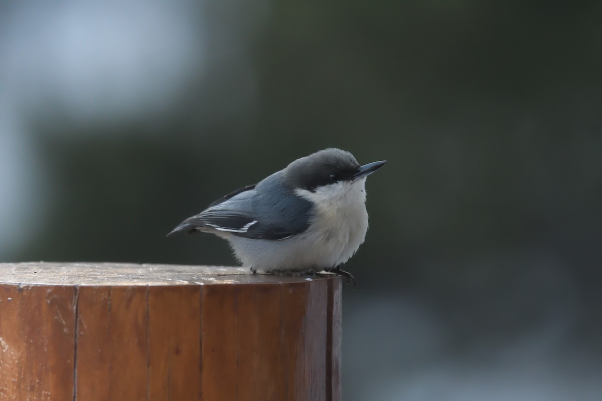 Pygmy Nuthatch - ML628229180
