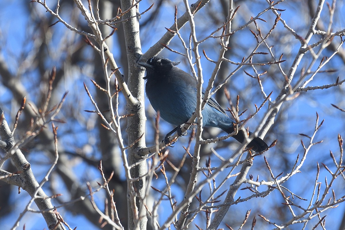 Steller's Jay (Southwest Interior) - ML628229187