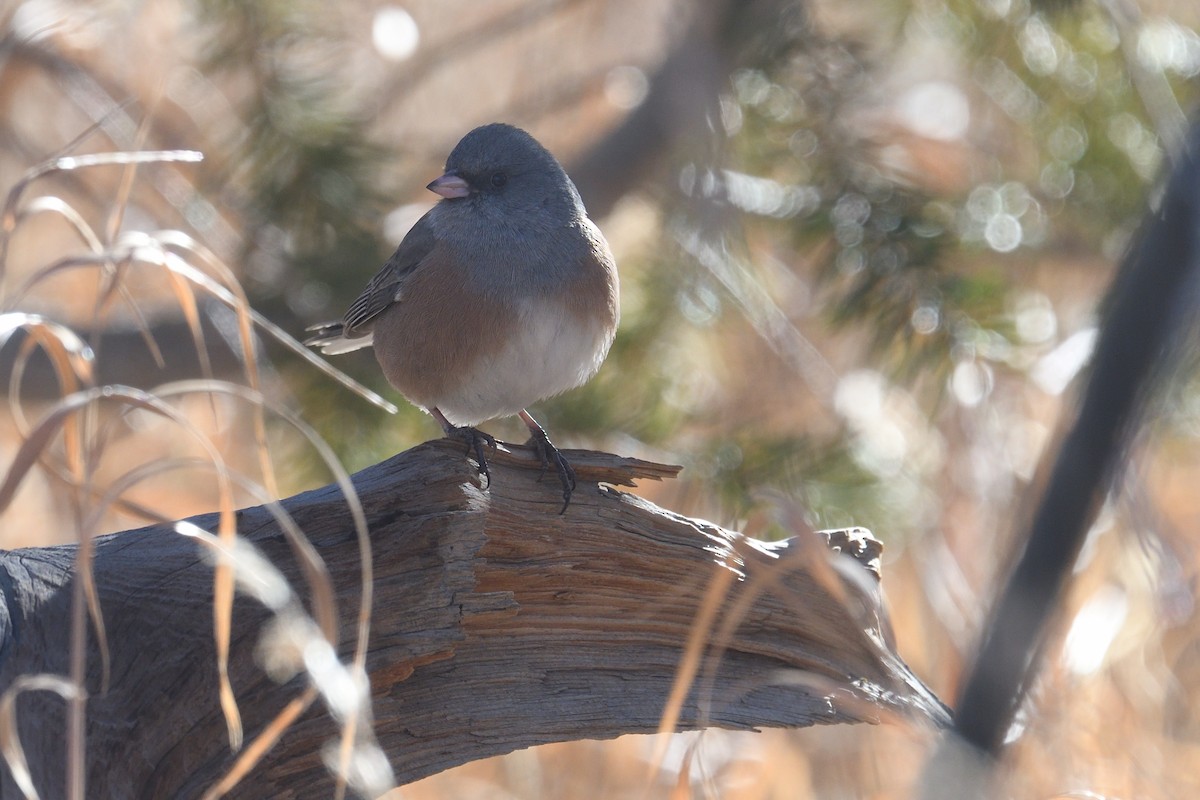Dark-eyed Junco - ML628229188