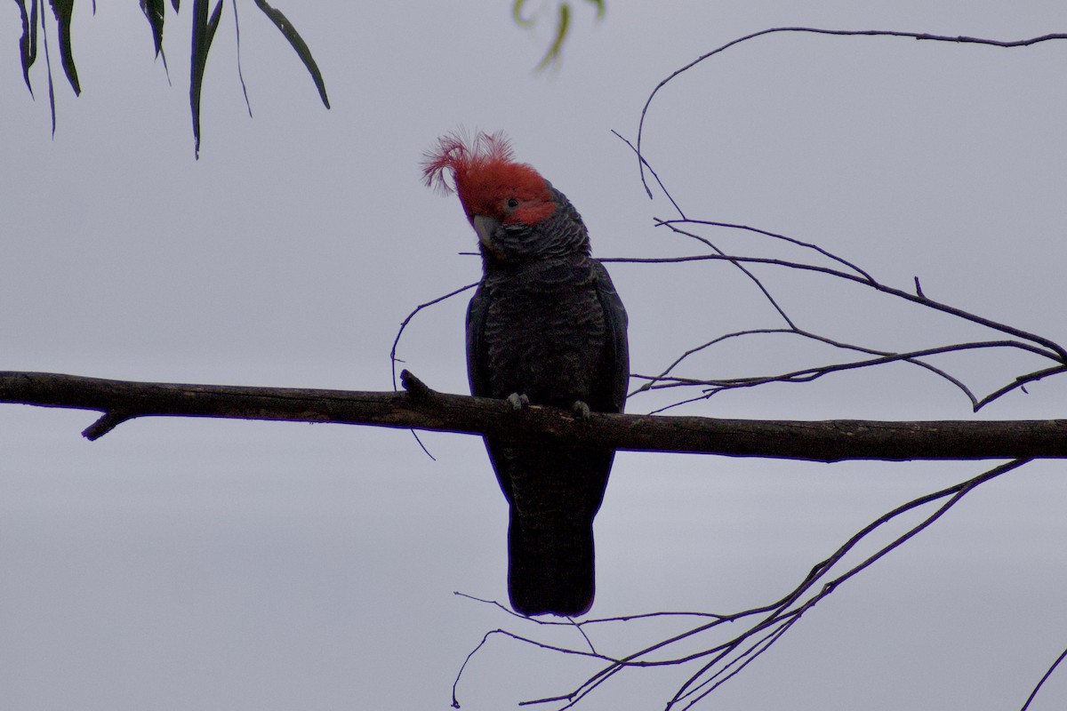 Gang-gang Cockatoo - ML628229191
