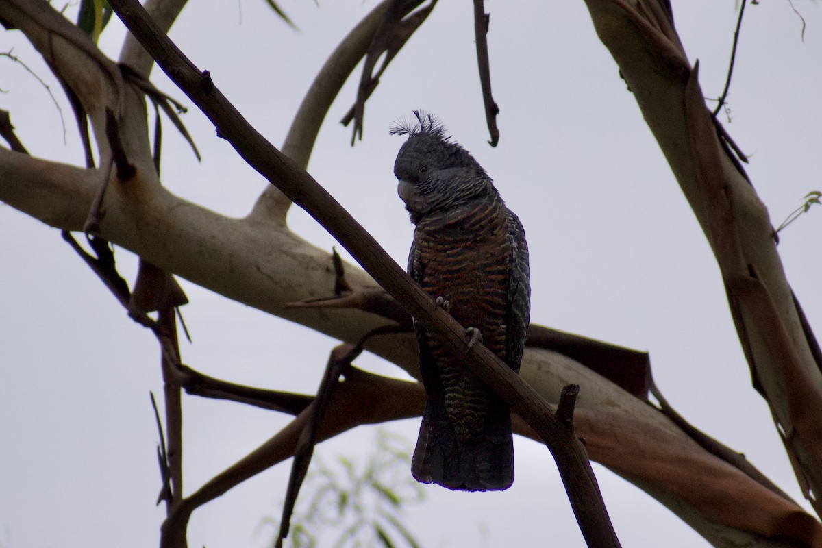 Gang-gang Cockatoo - ML628229192