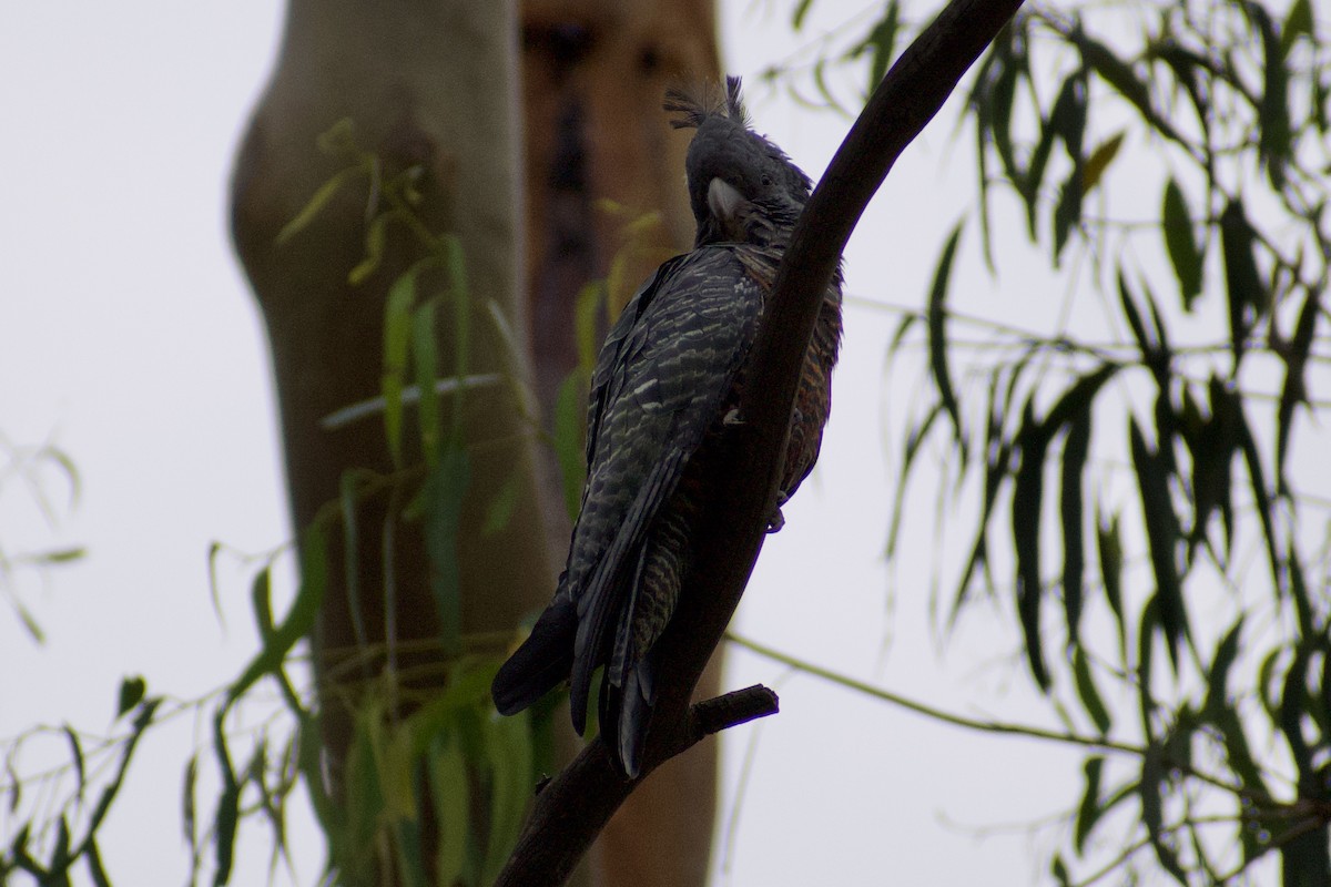 Gang-gang Cockatoo - ML628229193