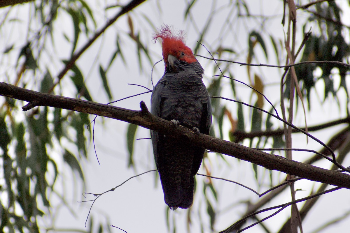 Gang-gang Cockatoo - ML628229194