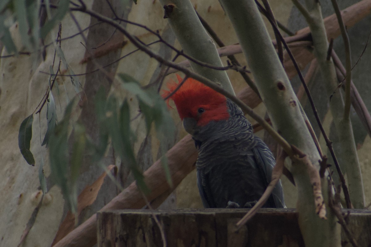 Gang-gang Cockatoo - ML628229195