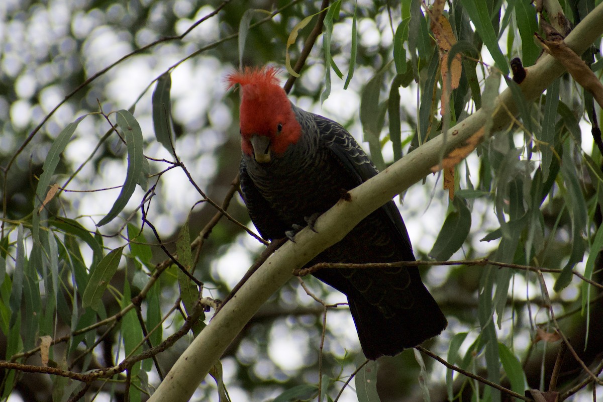 Gang-gang Cockatoo - ML628229196