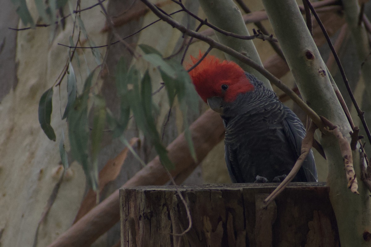 Gang-gang Cockatoo - ML628229197
