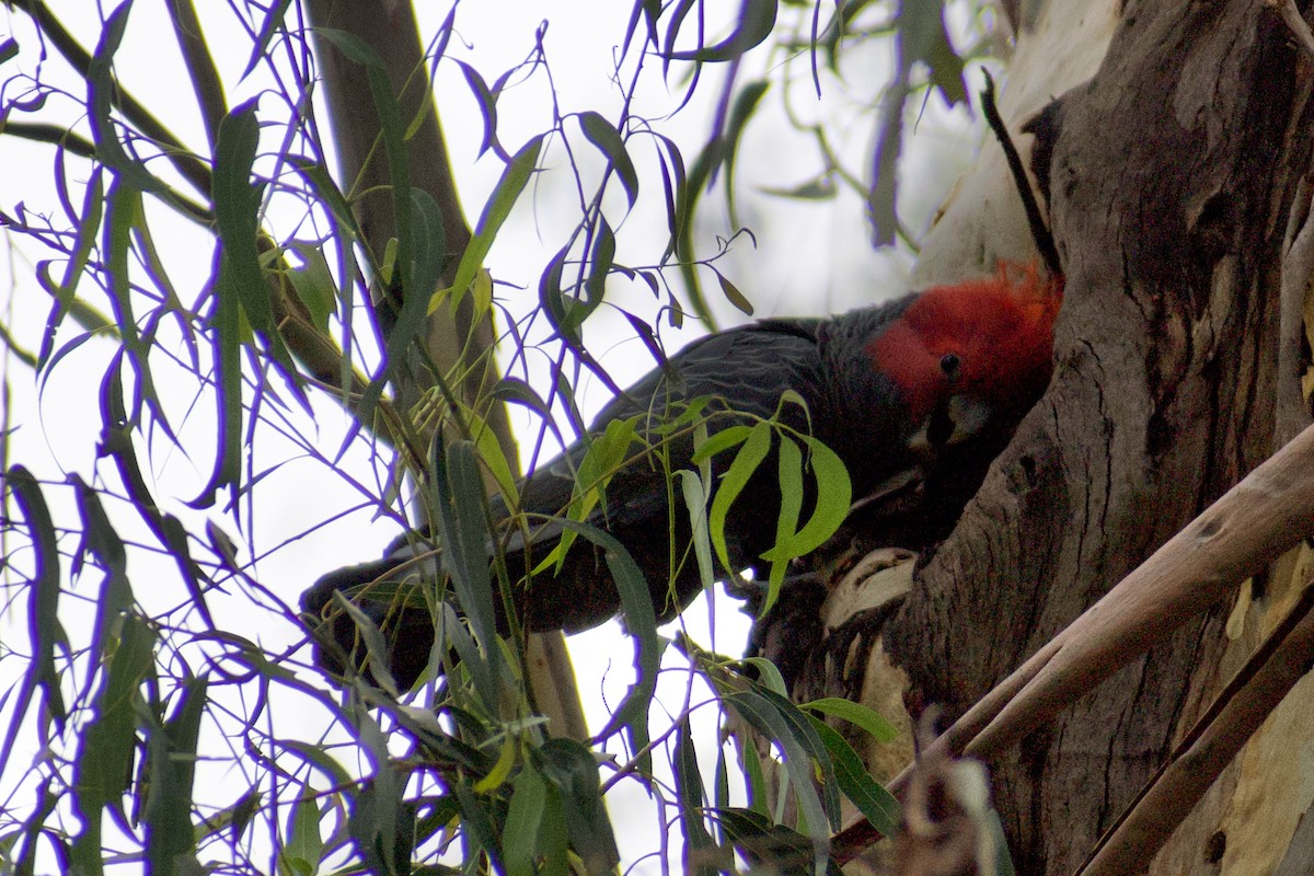 Gang-gang Cockatoo - ML628229198