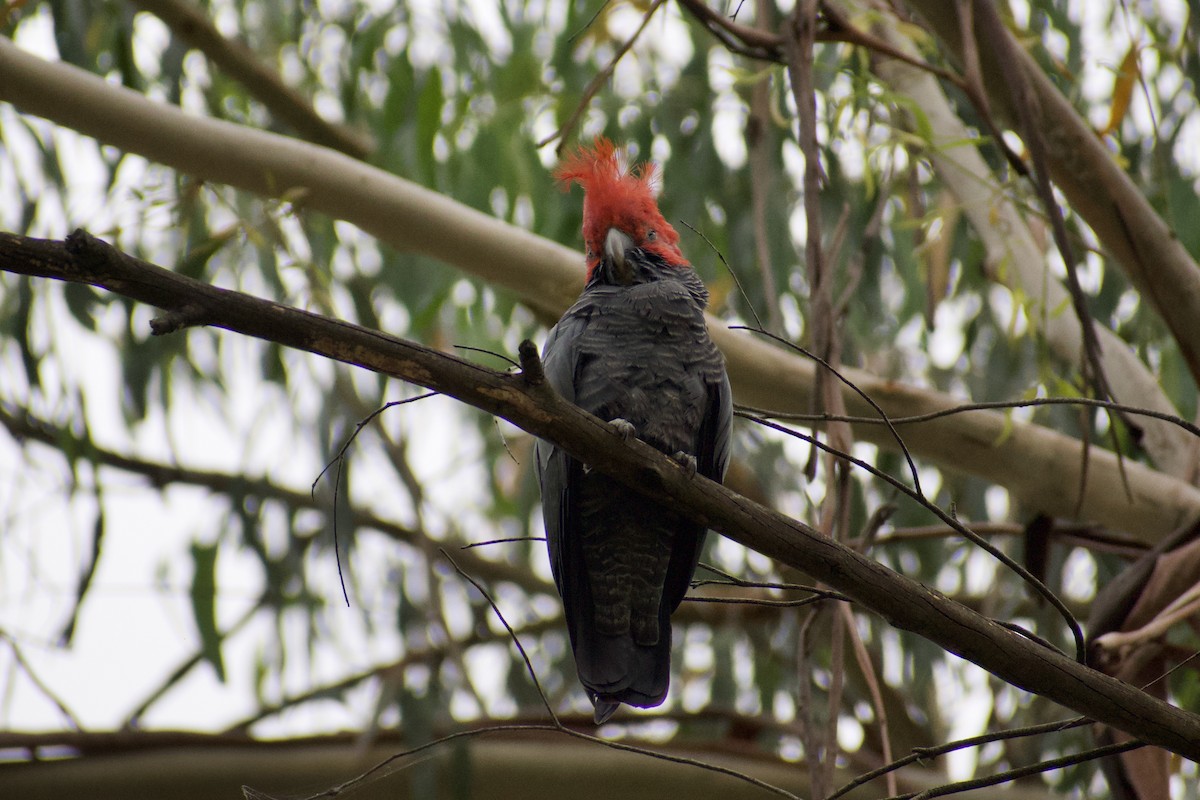 Gang-gang Cockatoo - ML628229200