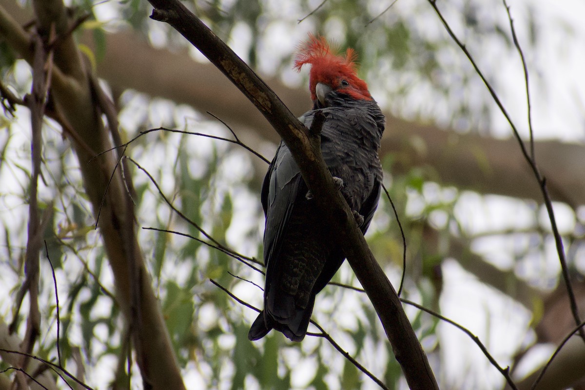 Gang-gang Cockatoo - ML628229201