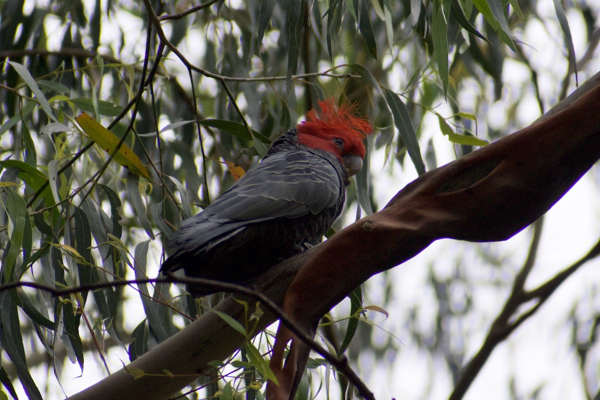 Gang-gang Cockatoo - ML628229202