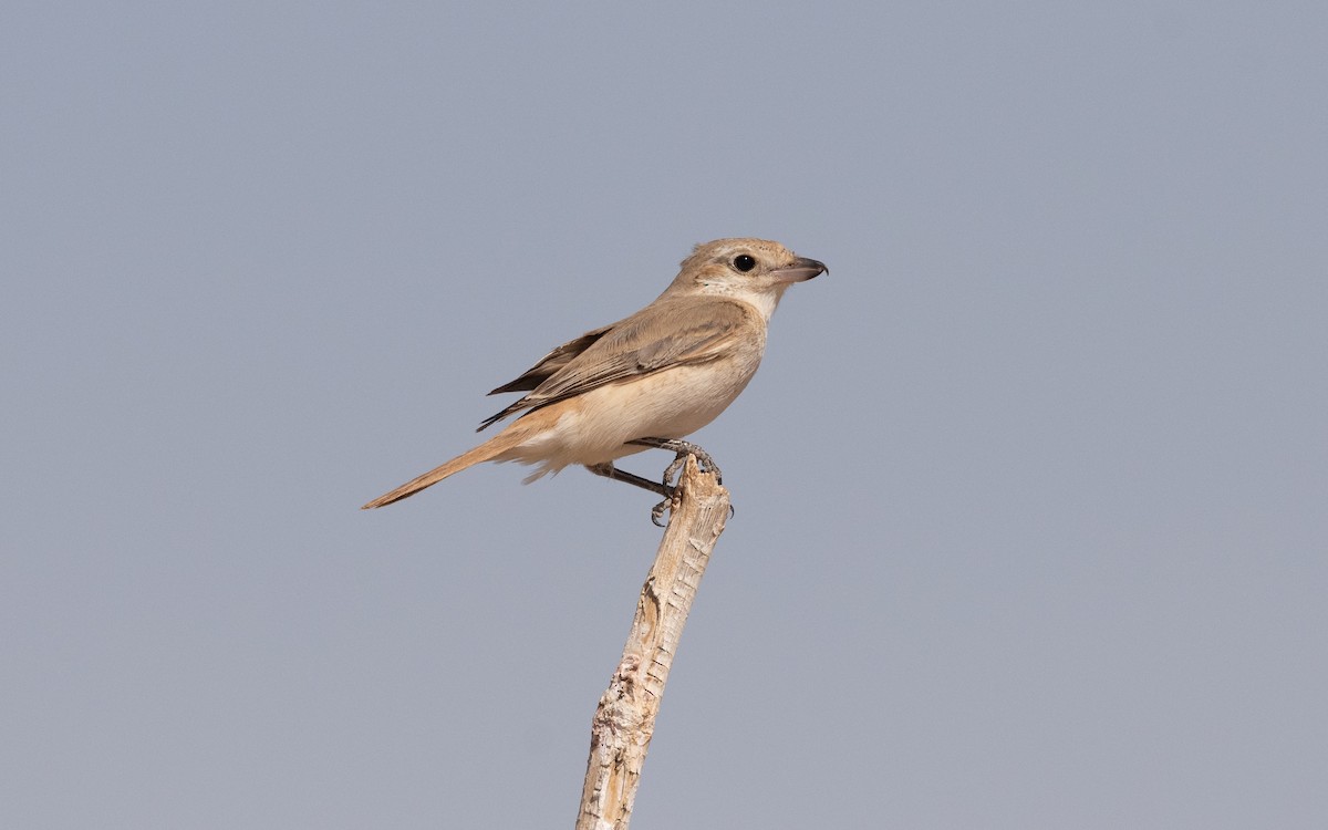 Isabelline Shrike - ML628229220