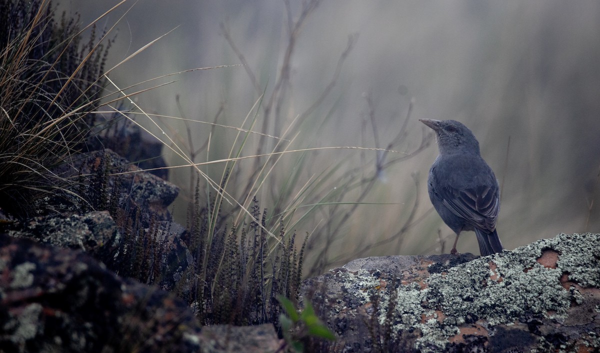 Boulder Finch - ML628229354