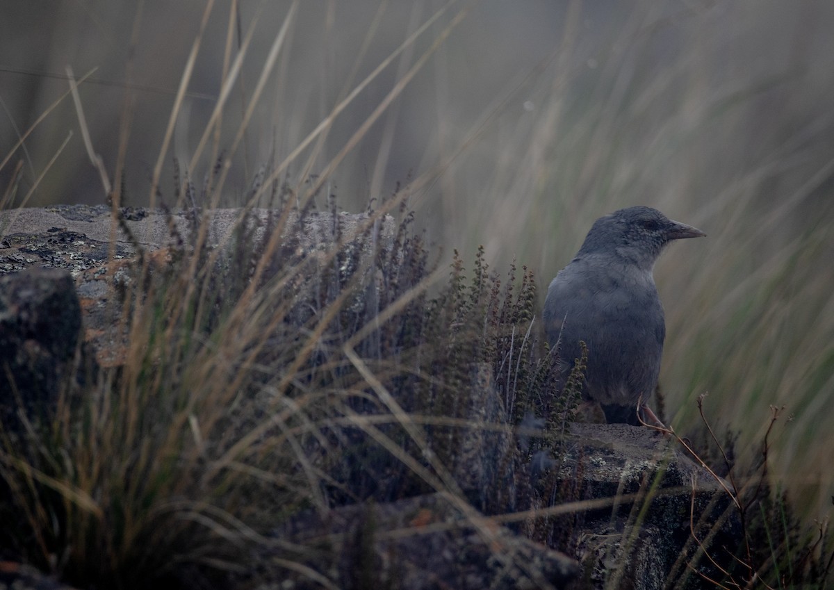 Boulder Finch - ML628229571