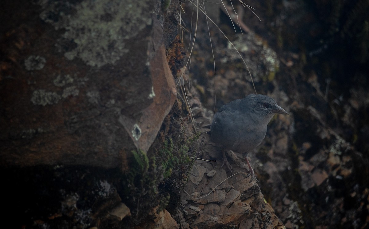 Boulder Finch - ML628229716