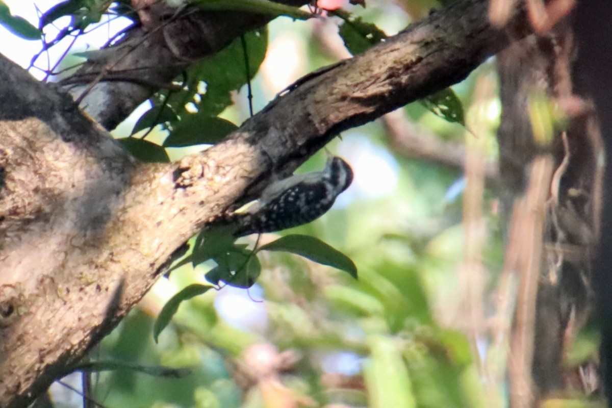 Brown-capped Pygmy Woodpecker - ML628229763