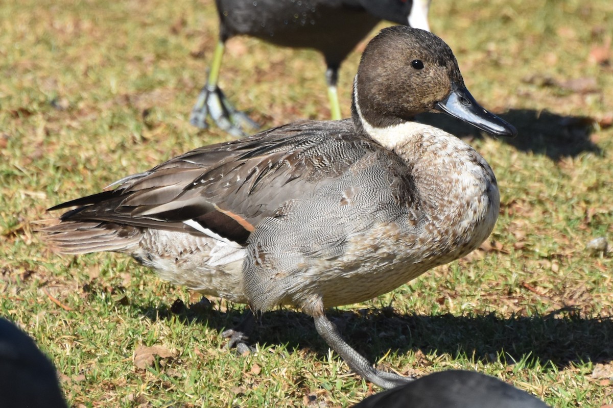 Northern Pintail - ML628229770