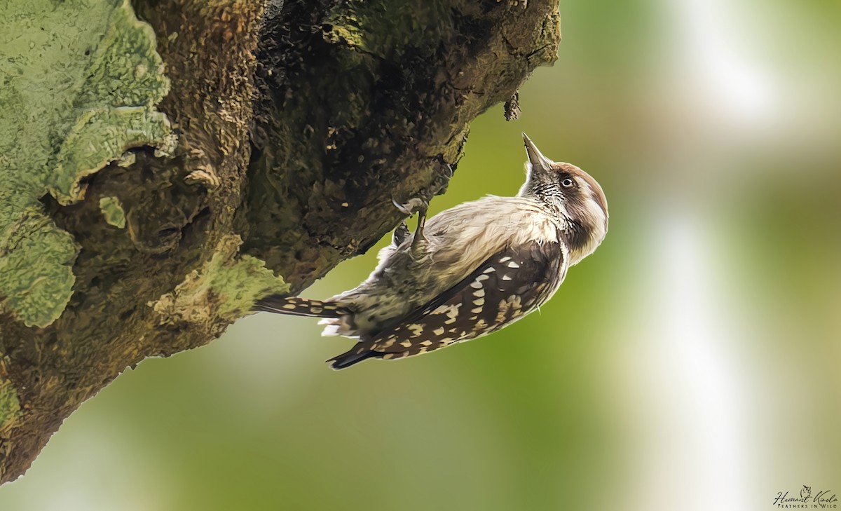 Brown-capped Pygmy Woodpecker - ML628230034