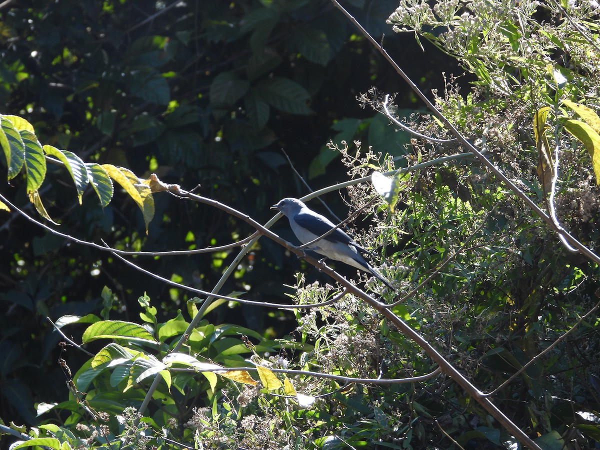 Black-winged Cuckooshrike - ML628230069