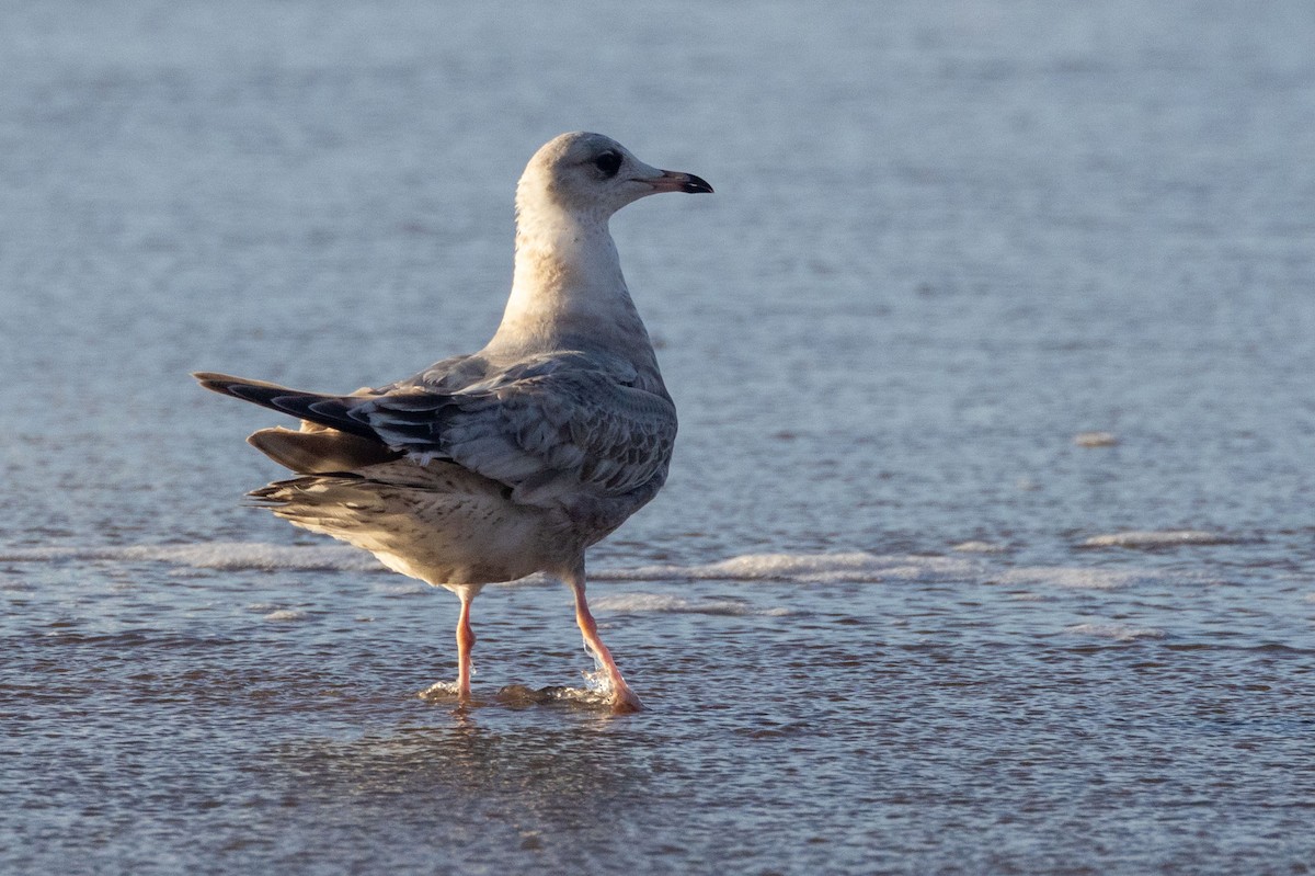 Common Gull (Kamchatka) - Alvaro Jaramillo