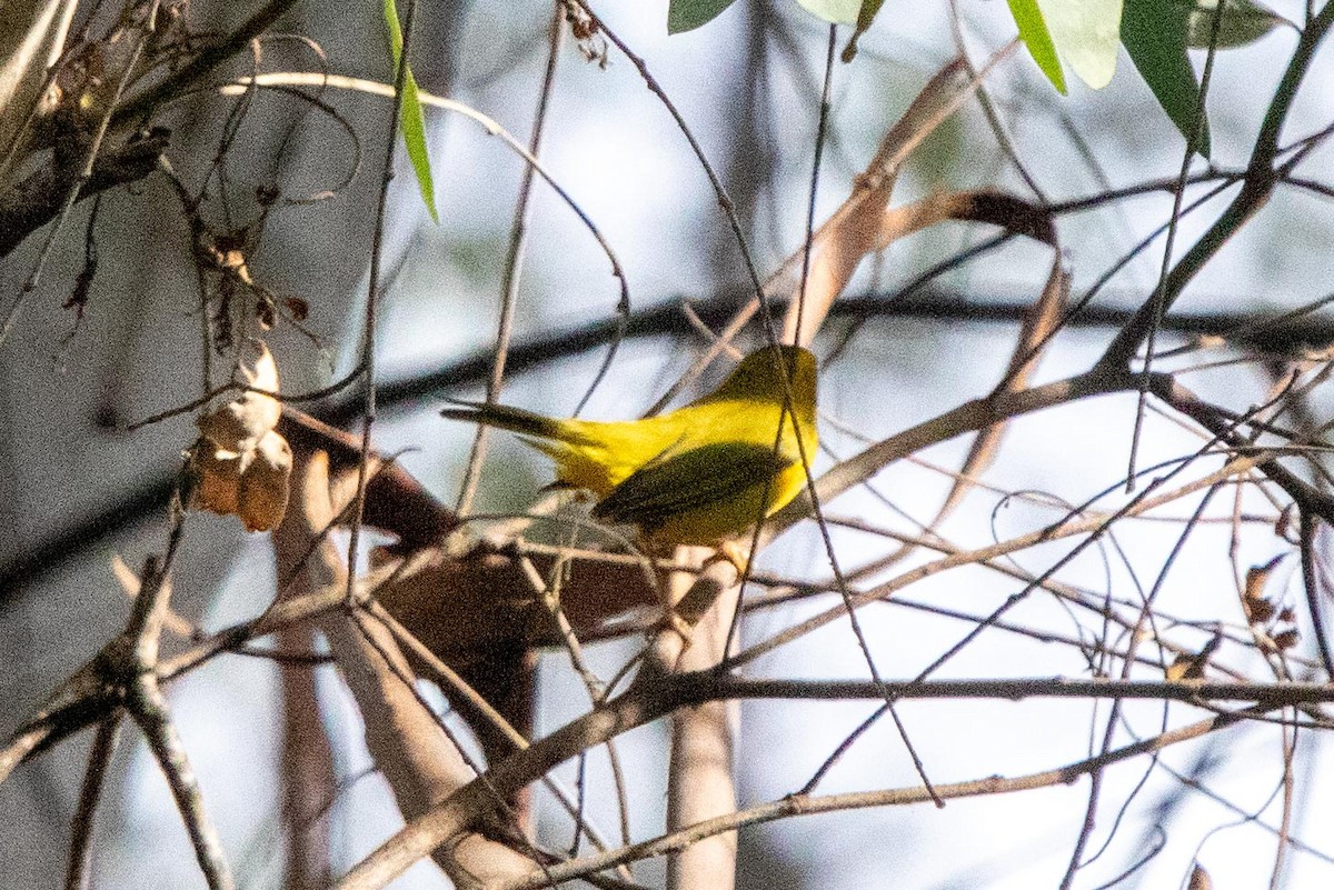 Wilson's Warbler - ML628230212