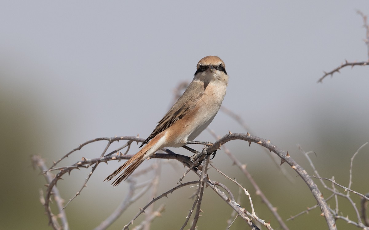 Isabelline Shrike - ML628230247