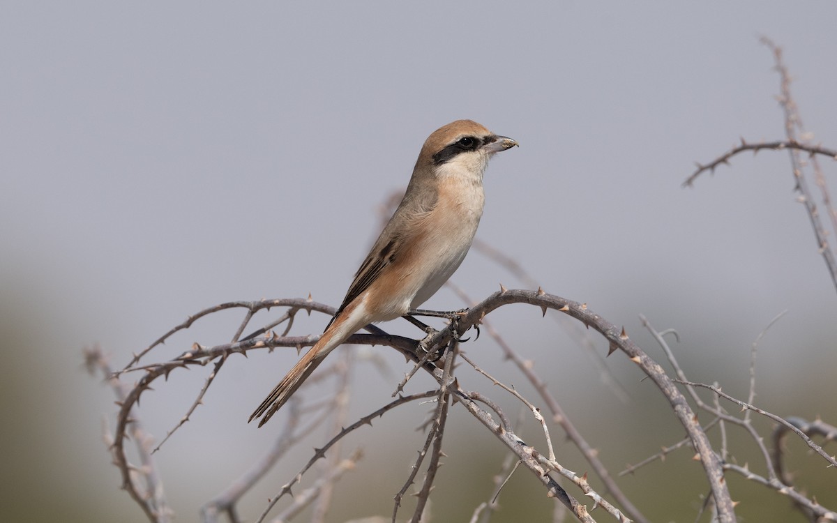 Isabelline Shrike - ML628230248