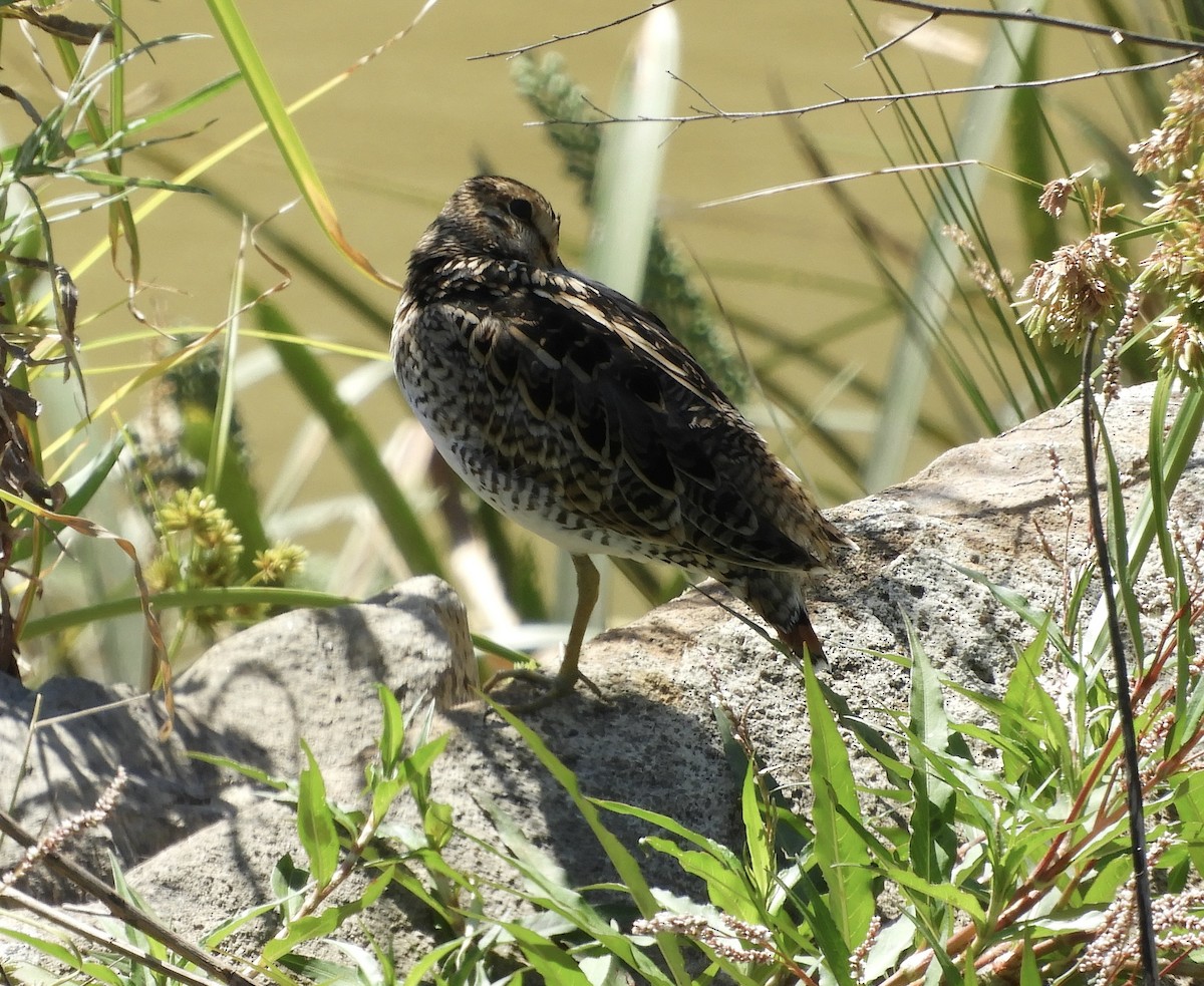 Latham's Snipe - ML628230397