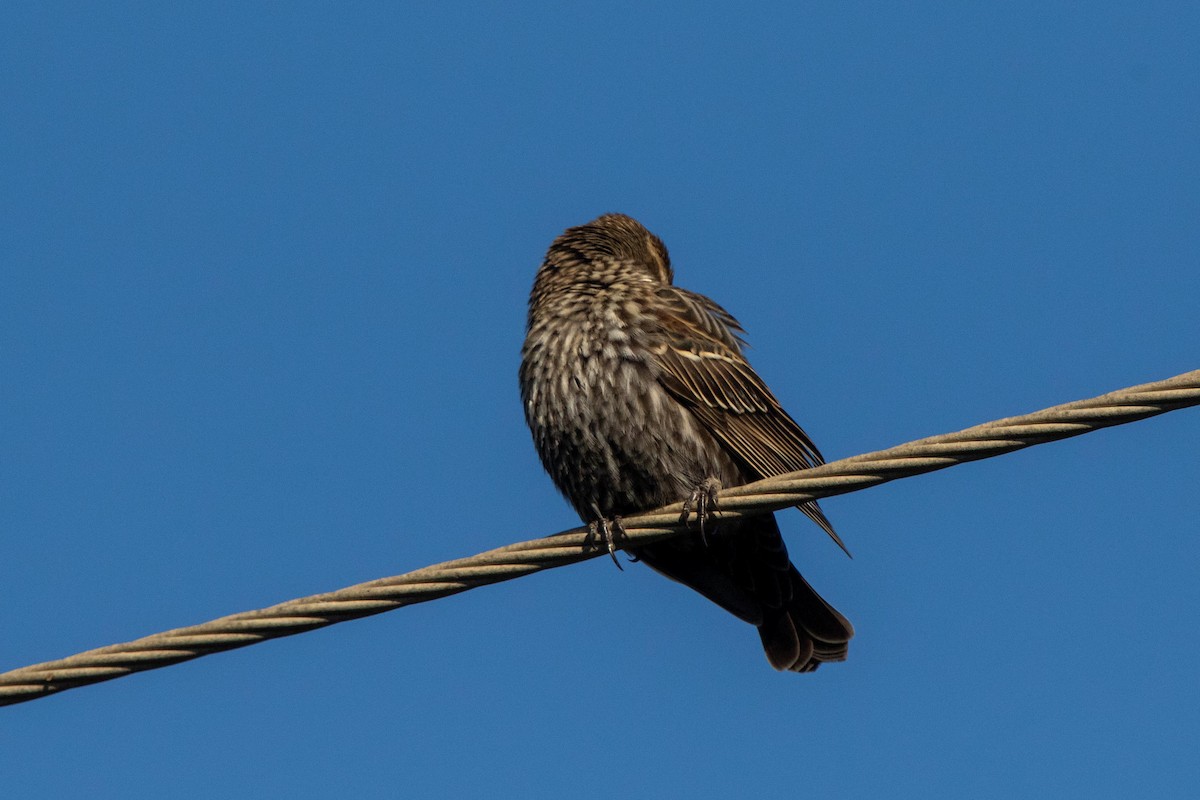 Red-winged Blackbird - ML628230421