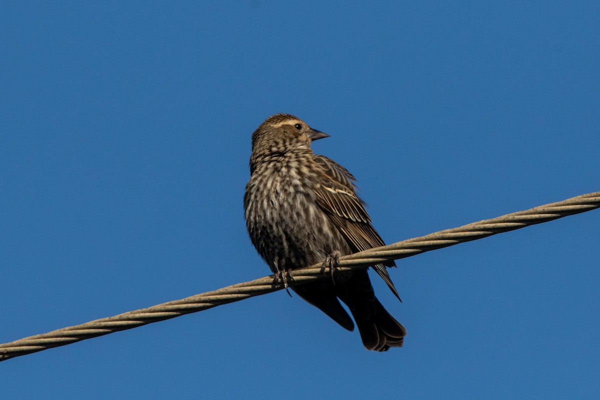 Red-winged Blackbird - ML628230422