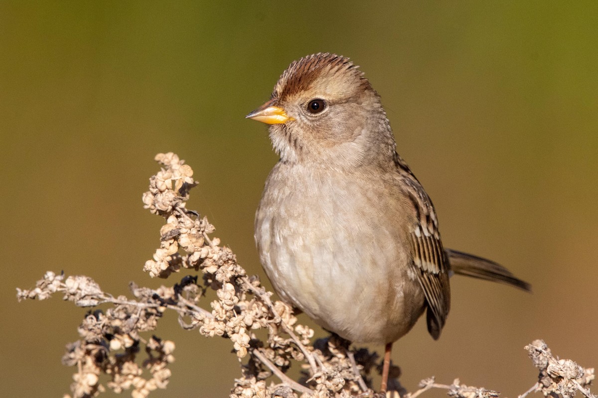 White-crowned Sparrow - ML628230424