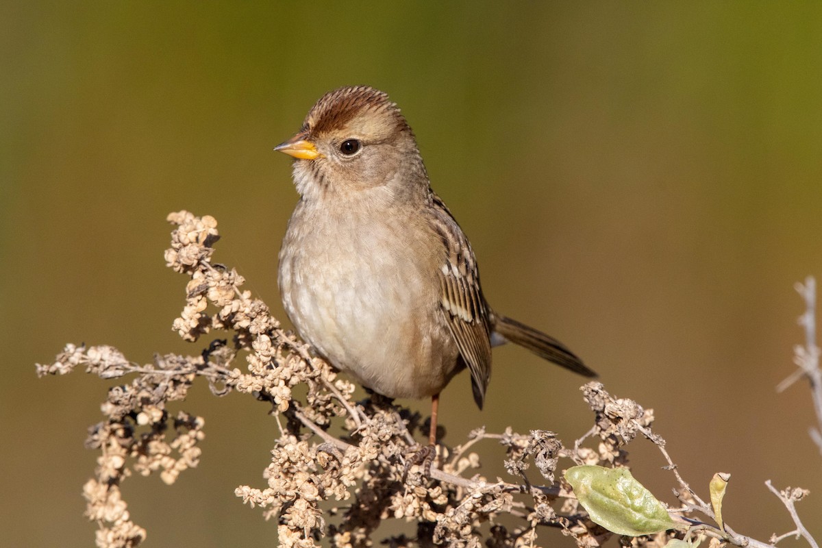 White-crowned Sparrow - ML628230425