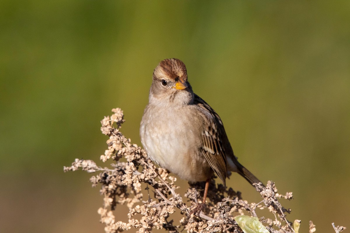 White-crowned Sparrow - ML628230427