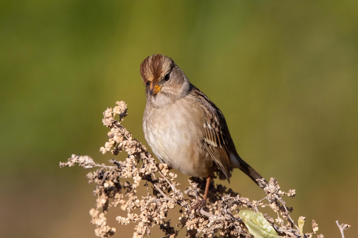 White-crowned Sparrow - ML628230428