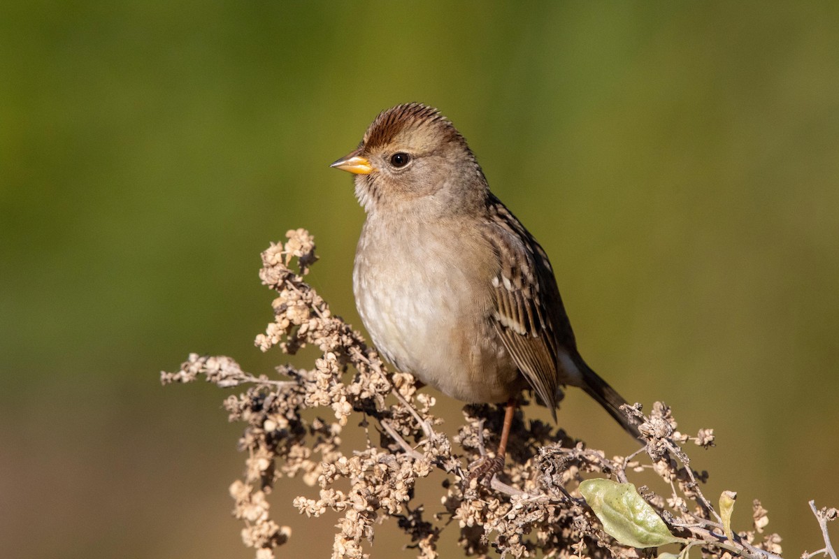 White-crowned Sparrow - ML628230429