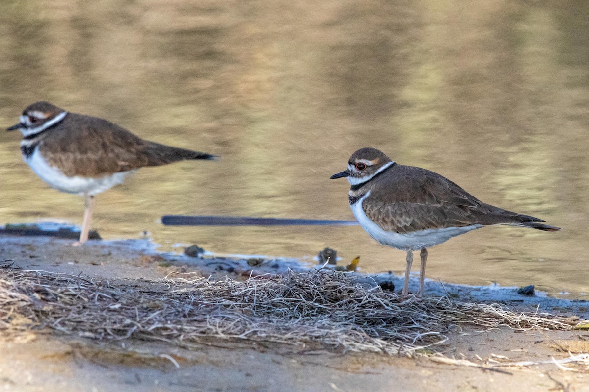 Killdeer - ML628230432