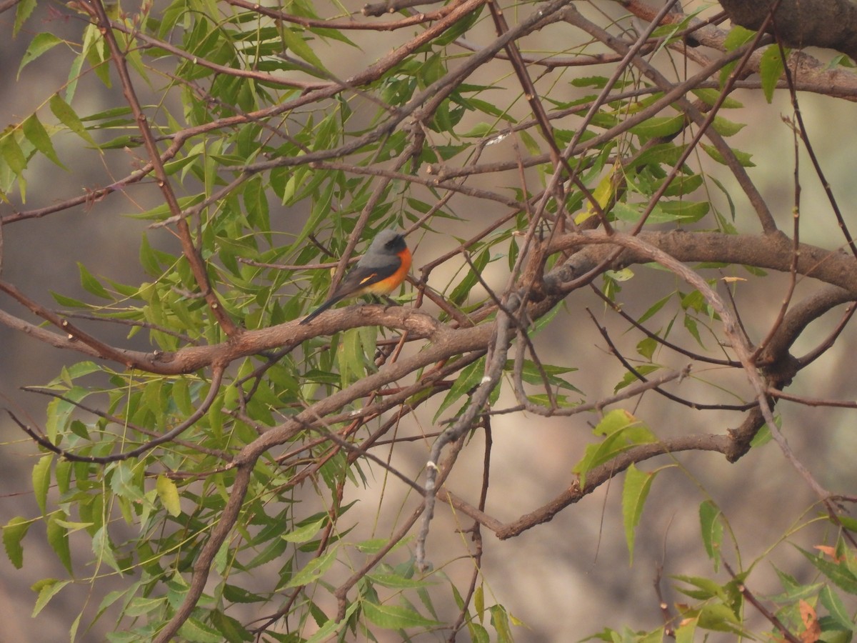 Small Minivet - ML628230517